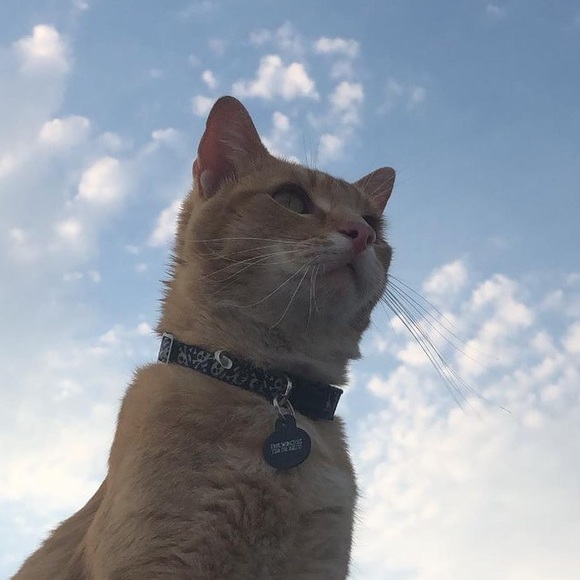 briicat